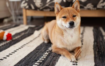 3 Best And Worst Carpets For Pet Owners