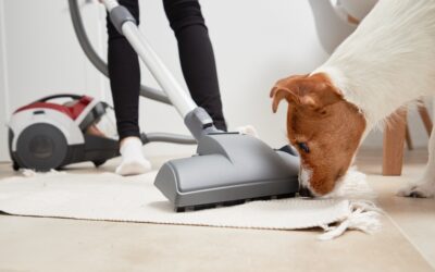 5 Useful Tips To Prevent Pets From Ruining Carpets