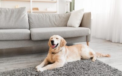 How to Clean Pet Urine and Remove Smell From Your Carpet Effectively?