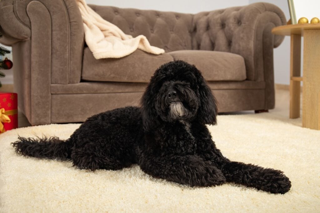 eco-friendly upholstery cleaner to eliminate pet odors in Las Vegas home