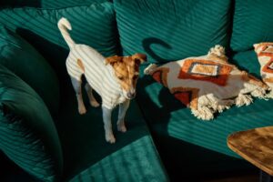 vacuuming couch to remove dog hair and odors before deep cleaning