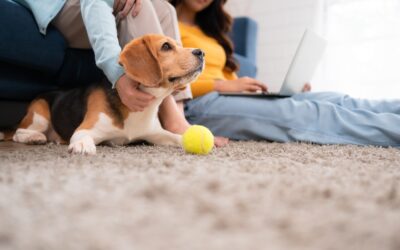 How Professional Carpet Cleaning Eliminates Allergens, Dander, and Pet Hair