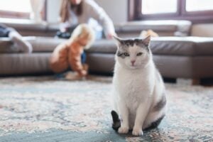 Las Vegas homeowner receiving allergen and pet dander removal from Love Your Carpet