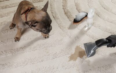 Why Pet Accidents Can Permanently Damage Carpets Without Professional Cleaning